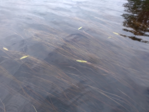 Image of Potamogeton oakesianus by no rights reserved