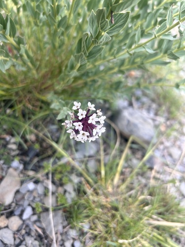 Chinese Stellera