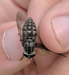 Hybomitra microcephala