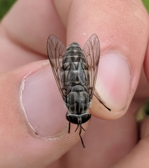 Hybomitra microcephala