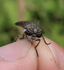 Hybomitra microcephala