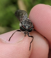 Hybomitra microcephala