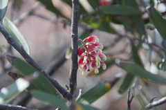 Grevillea aspera