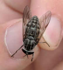 Hybomitra microcephala