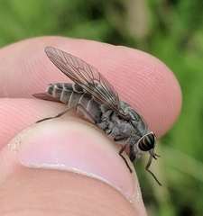 Hybomitra microcephala