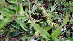 Stenopelmatus minor