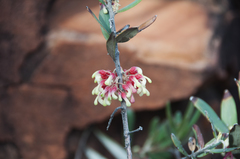 Grevillea aspera