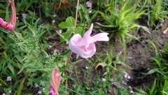 Angiospermae