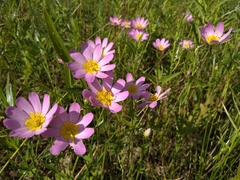Sabatia kennedyana