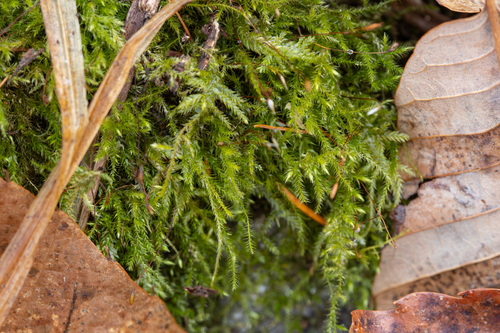Claopodium pellucinerve