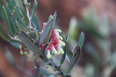 Grevillea aspera