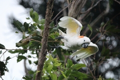 Salmon-Crested Cockatoo photo 2