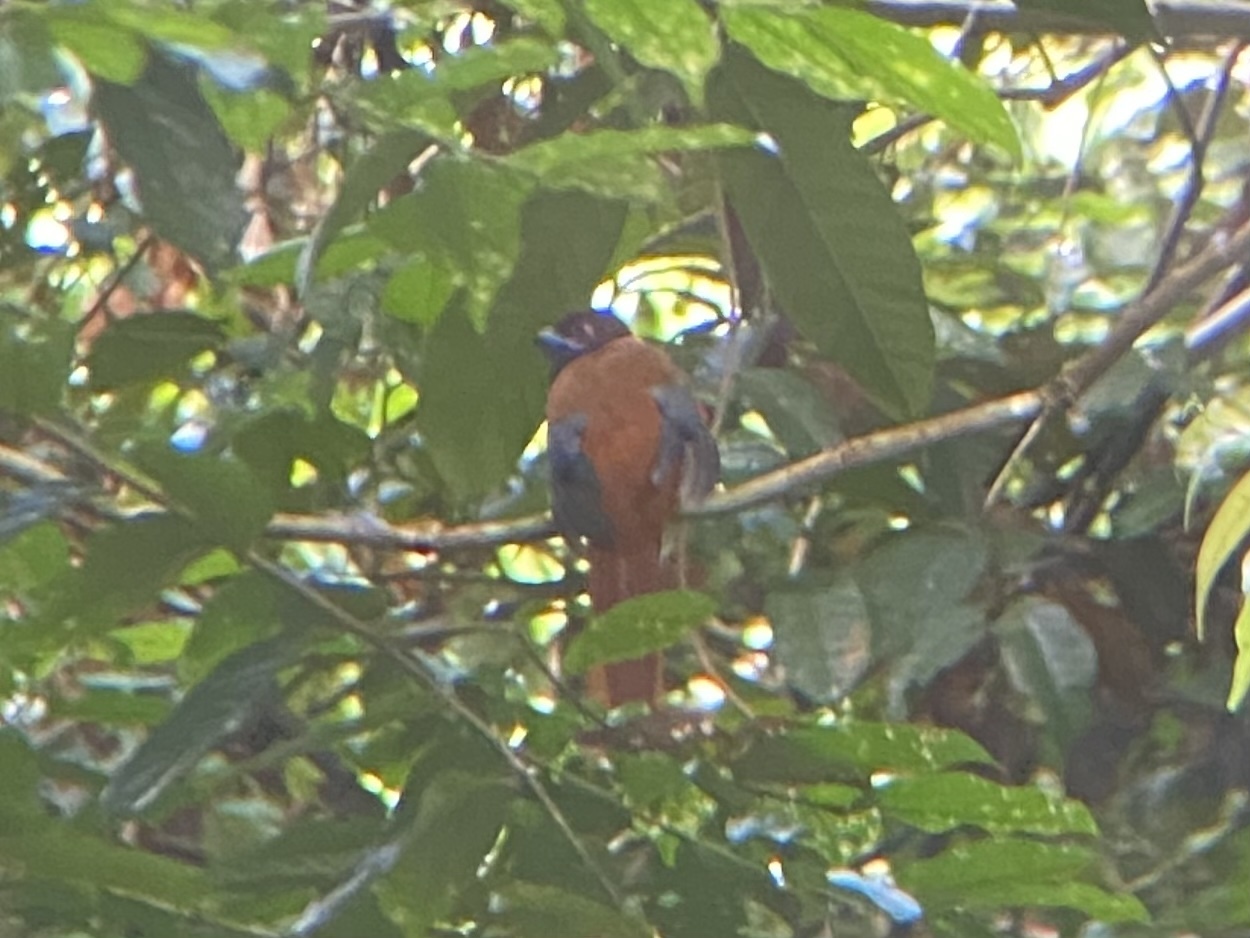 Diard's Trogon (Harpactes diardii), photo 6