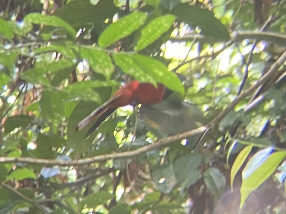 Diard's Trogon (Harpactes diardii), photo 7
