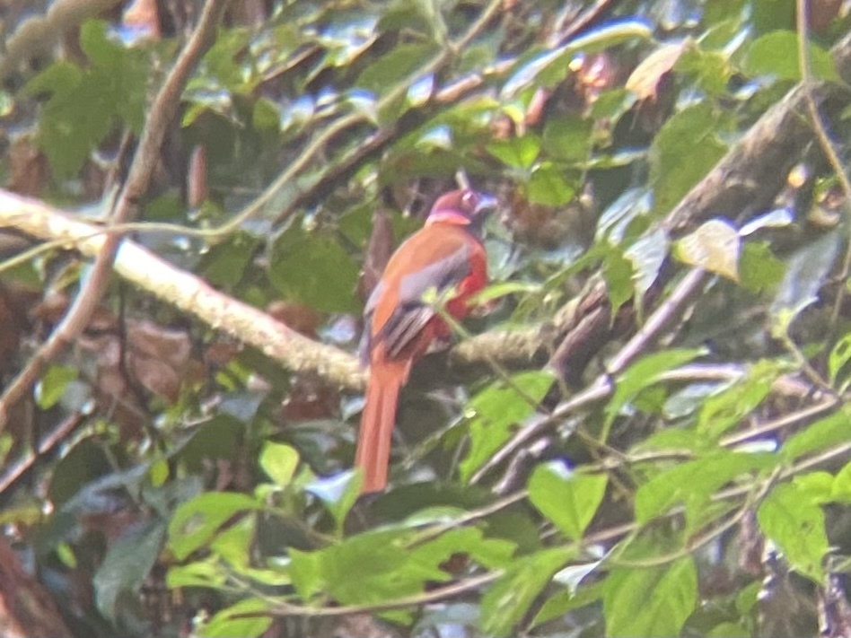 Diard's Trogon (Harpactes diardii), photo 3