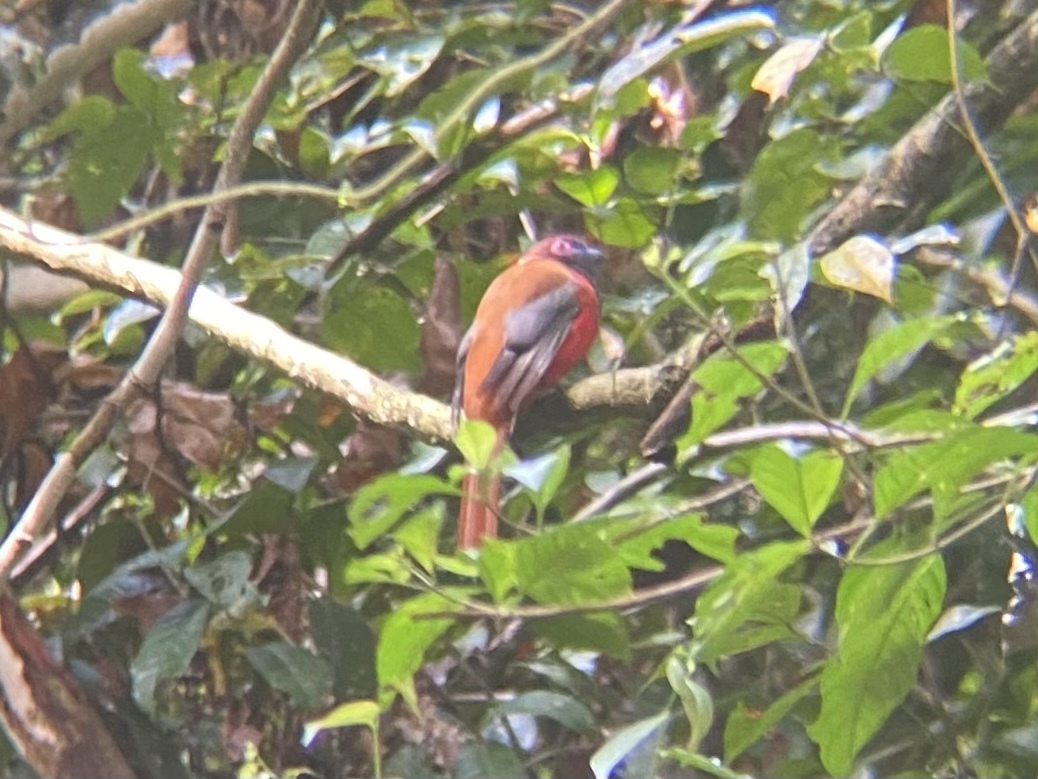 Diard's Trogon (Harpactes diardii), photo 4