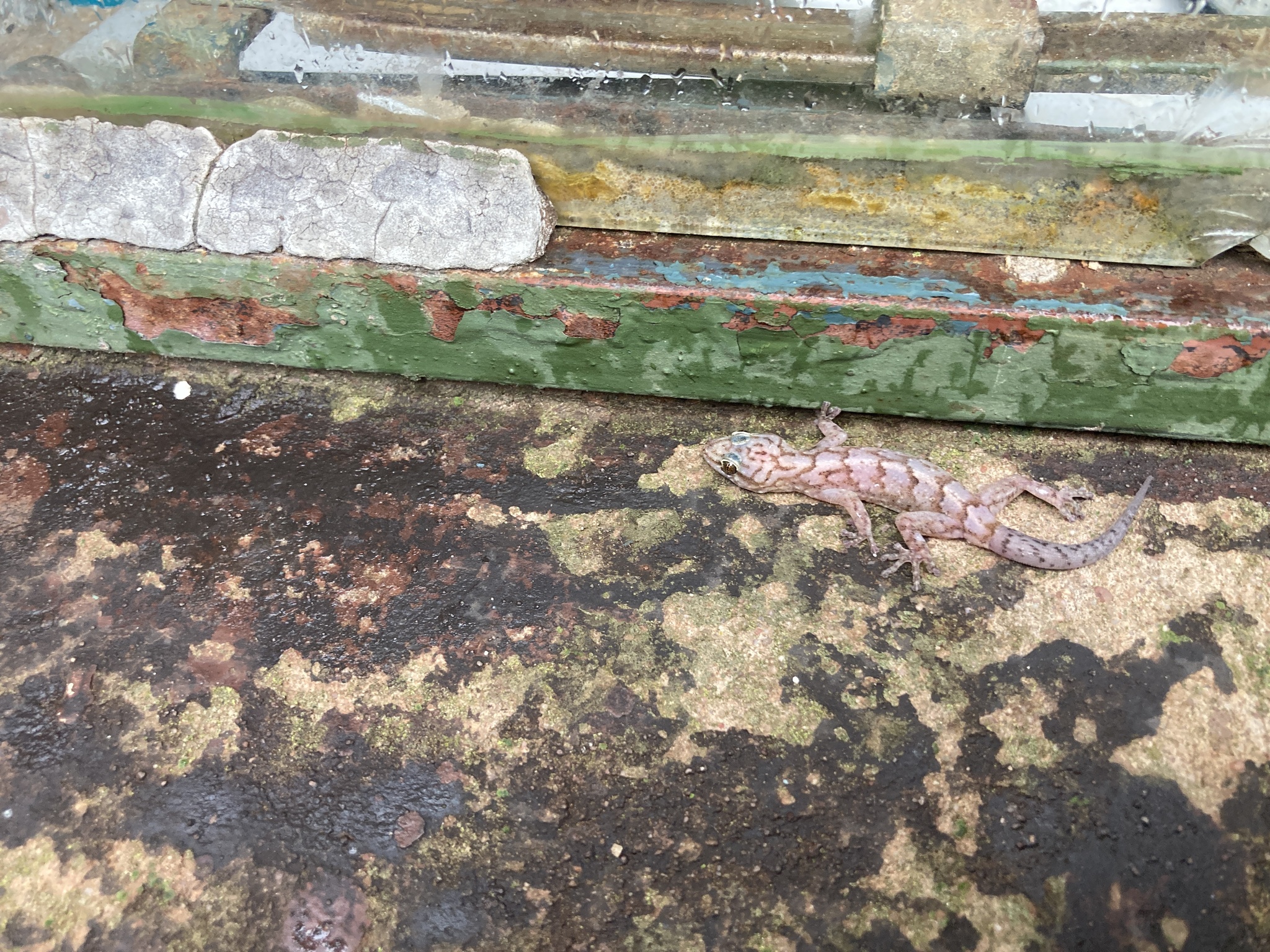 Broadley's Rock Gecko