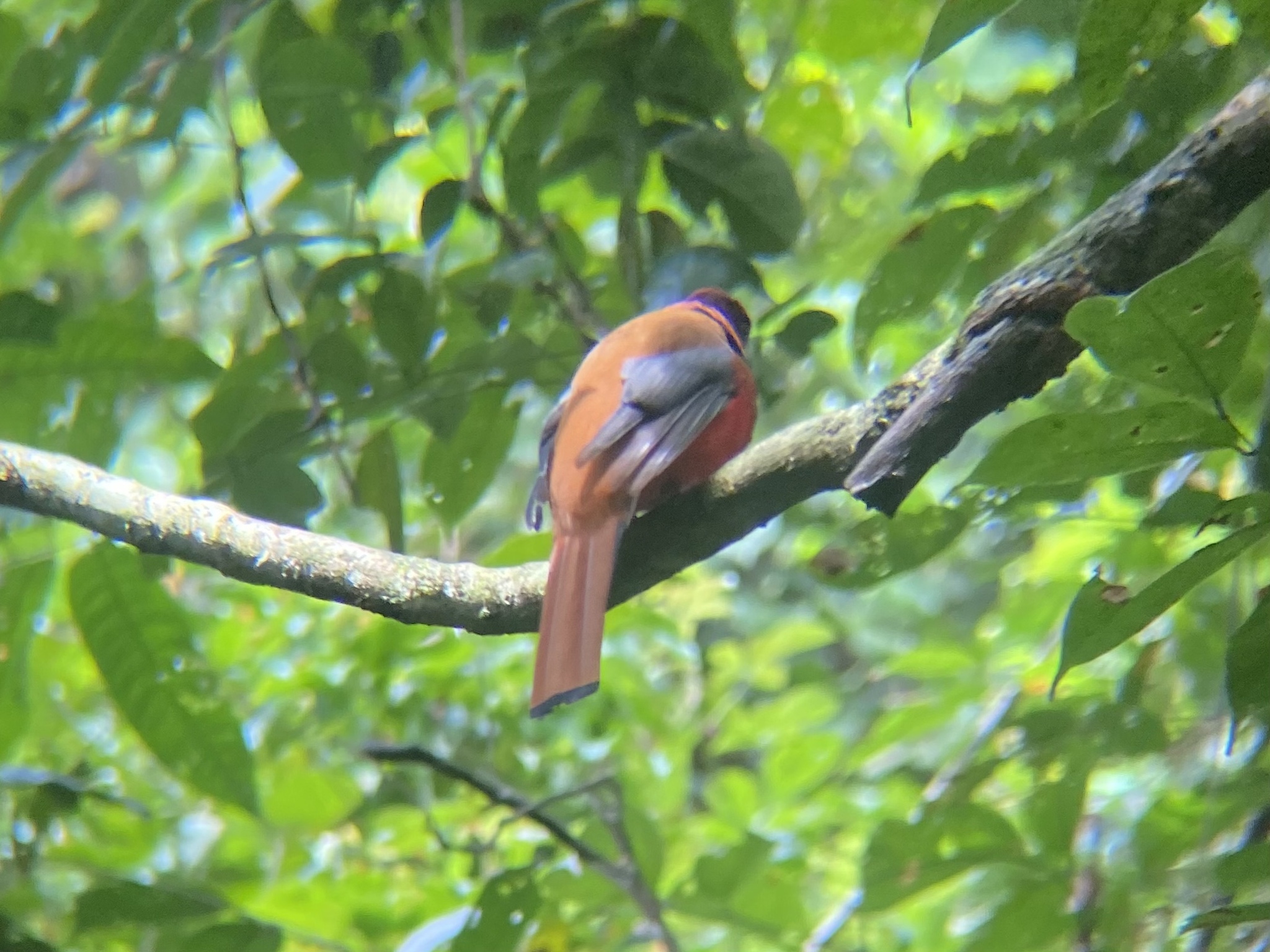 Diard's Trogon (Harpactes diardii), photo 5