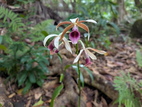 Image of Calanthe tankervilleae by (c) Damien Wallace, some rights reserved (CC BY)