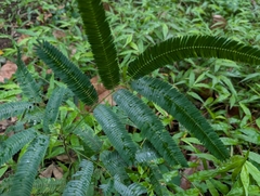 Chinese Albizia (Albizia chinensis)