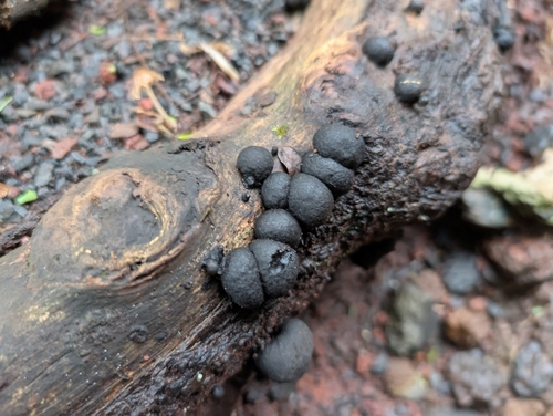 Annulohypoxylon observed 2025-03-08