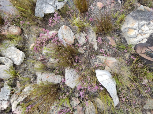 Image of Erica calycina by (c) Seth Musker, some rights reserved (CC BY)