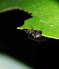 Apogonia cribricollis