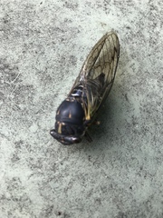 Neotibicen lyricen engelhardti