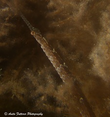 Vanacampus poecilolaemus