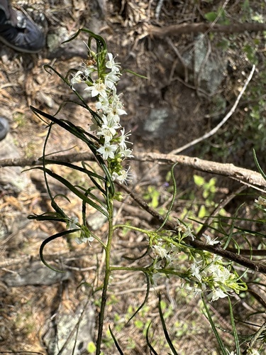 Myoporum floribundum, 2024-09-30