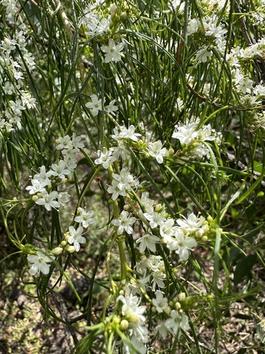 Myoporum floribundum, 2024-09-30