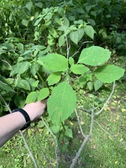 Impatiens pallida