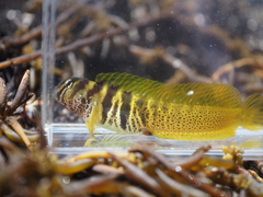 Elegant Blenny photo 5