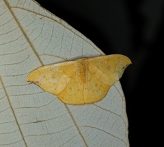 Tridrepana fulvata