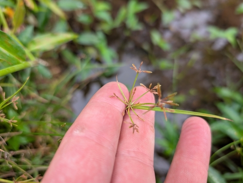 Image of Cyperus haspan by (c) Damien Wallace, some rights reserved (CC BY)