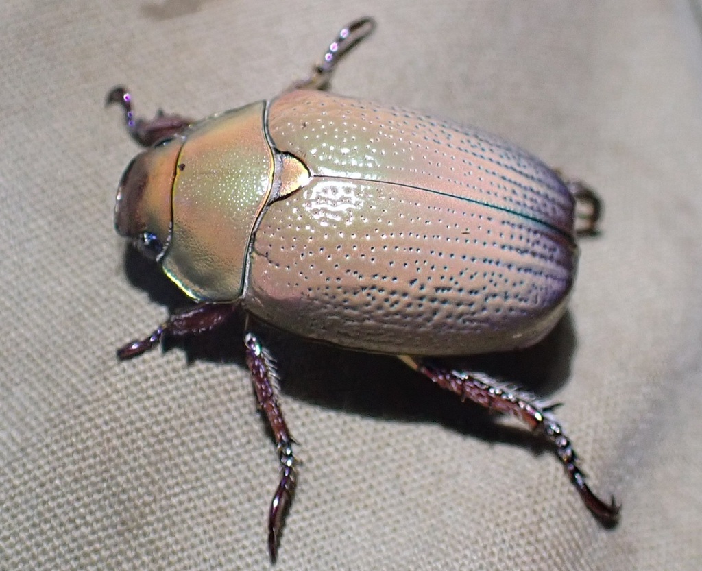 Anoplostethus