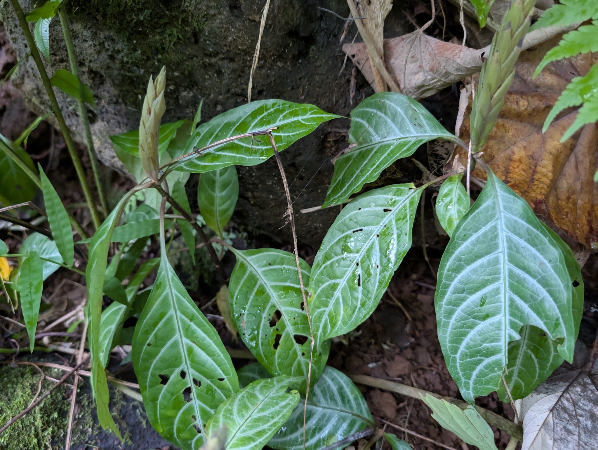 Imagem de Afelandra-laranja