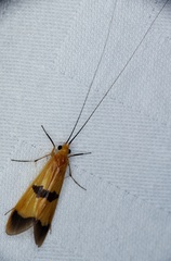 Macrostemum fastosum