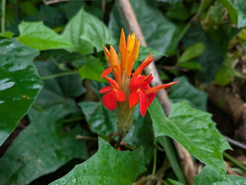 Image of Aphelandra aurantiaca by (c) Damien Wallace, some rights reserved (CC BY)