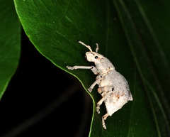 Episomus chinensis