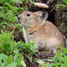 Black-lipped Pika - Photo (c) Home Mountain, some rights reserved (CC BY-NC), uploaded by Home Mountain