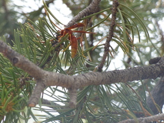 Polistes kaibabensis