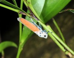 Bothrogonia ferruginea