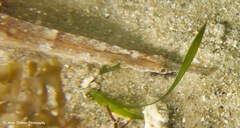 Vanacampus margaritifer