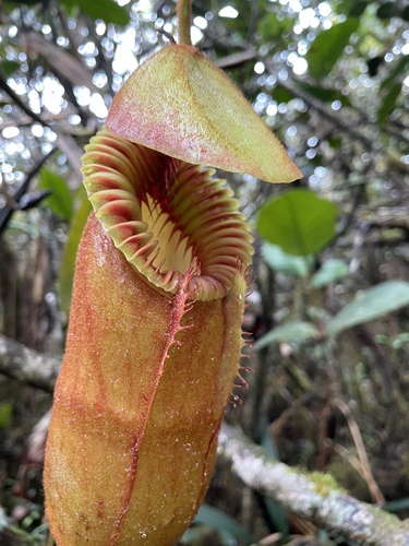 Nepenthes villosa