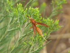 Polistes kaibabensis