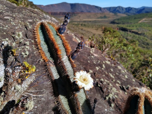Cipocereus laniflorus