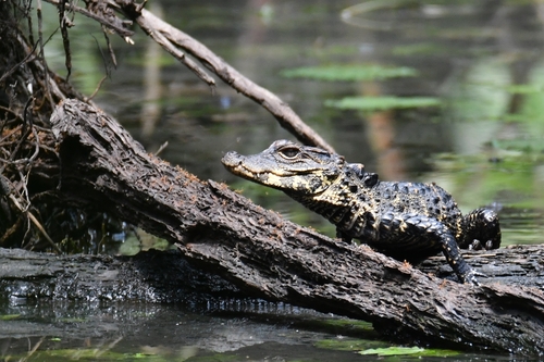 Dwarf Crocodile