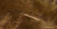 Vanacampus poecilolaemus