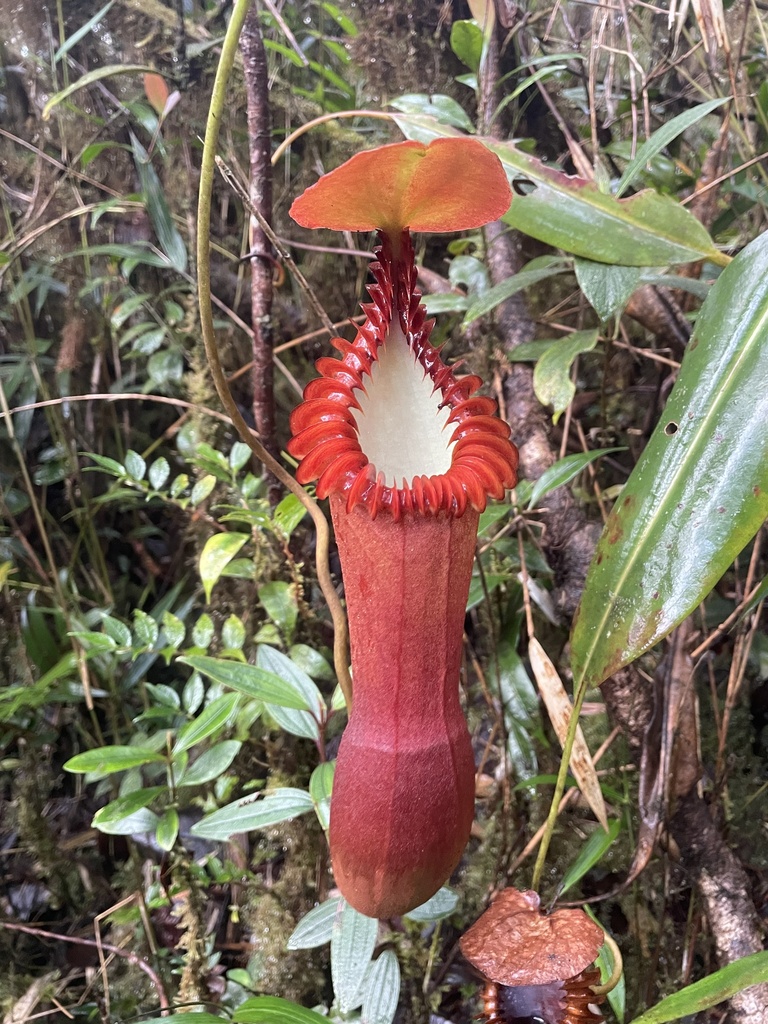 Nepenthes edwardsiana Low ex Hook.f.